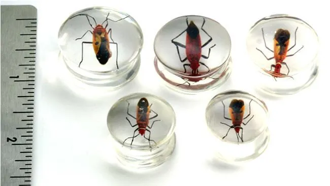 Anal Red Bug or Pyrrhocorid inside an Acrylic Plug for Gauged Ears 16mm 24mm Price Per 1 Painful Pleasures